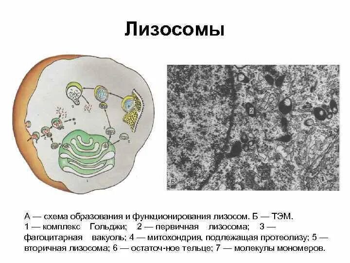 Митохондрии лизосомы функции. Схема образования лизосом. Лизосомы схема. Третичные лизосомы. Первичная лизосома.