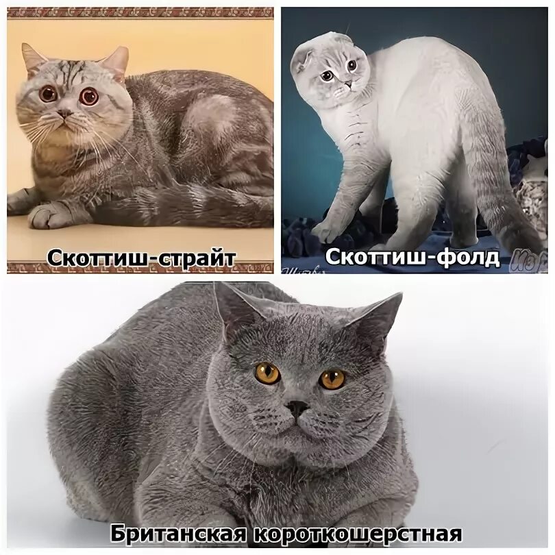 Чем отличается британец