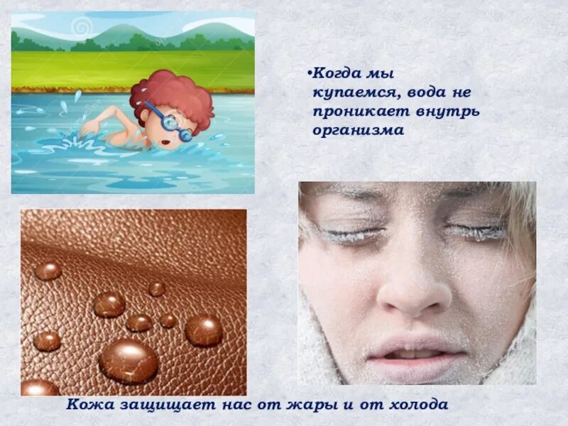 Кожа не только защищает организм от внешнего. Как кожа защищает организм. кожа защищает от холода. кожа защищает от жары и холода. как кожа защищает нас от холода и жары.