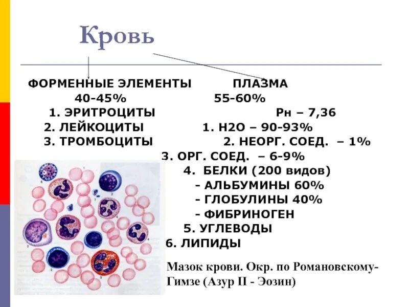 Лейкоциты периферической крови. Кровь форменные элементы гистология тромбоциты. Форменные элементы крови гистология лейкоциты. Функции клеток эритроциты лейкоциты тромбоциты.