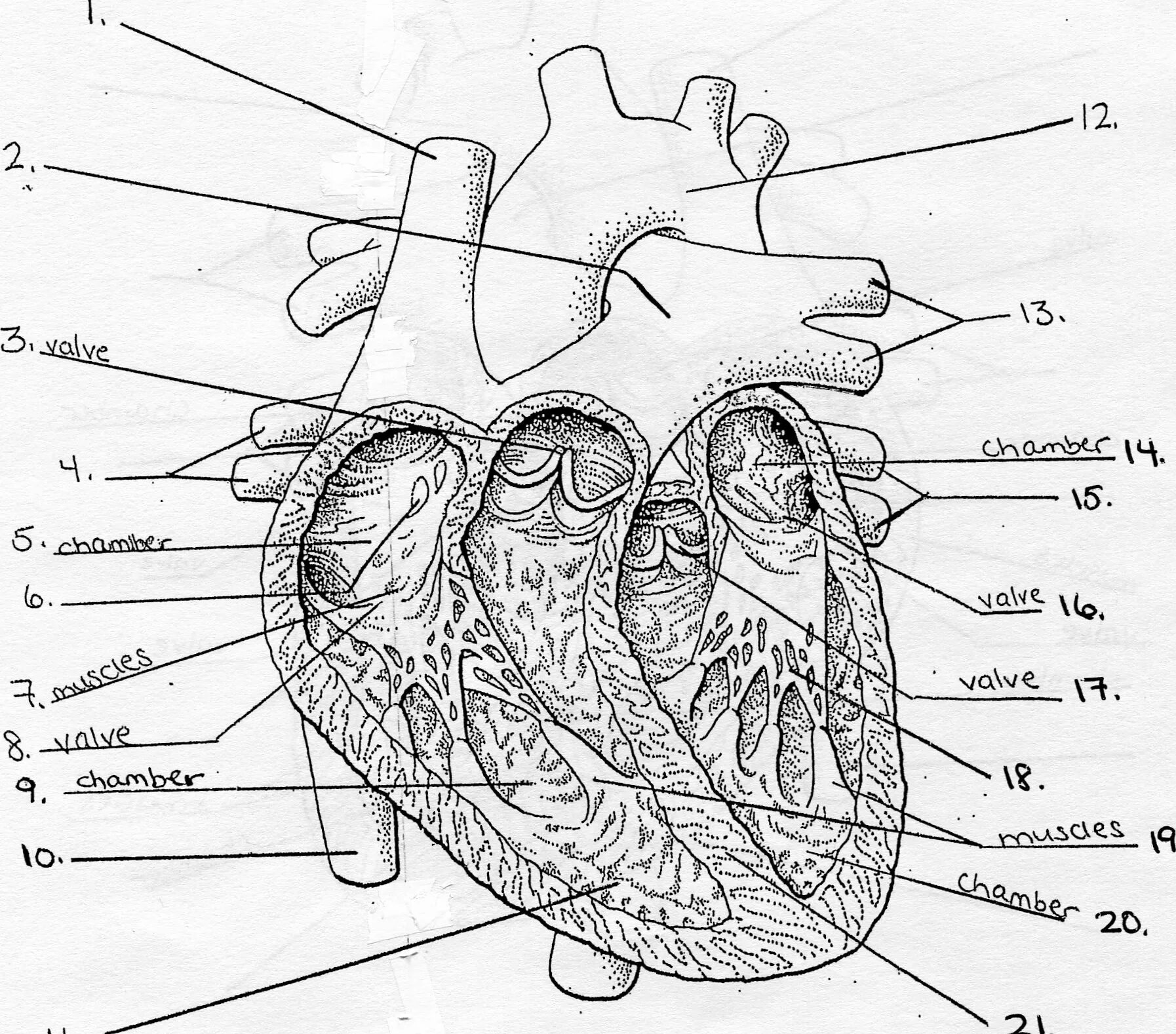 Обозначьте рисунок строение сердца. Строение сердца схема продольного фронтального разреза. Строение сердца человека анатомия в разрезе. Строение сердца схема черно белая. Строение сердца продольный разрез.