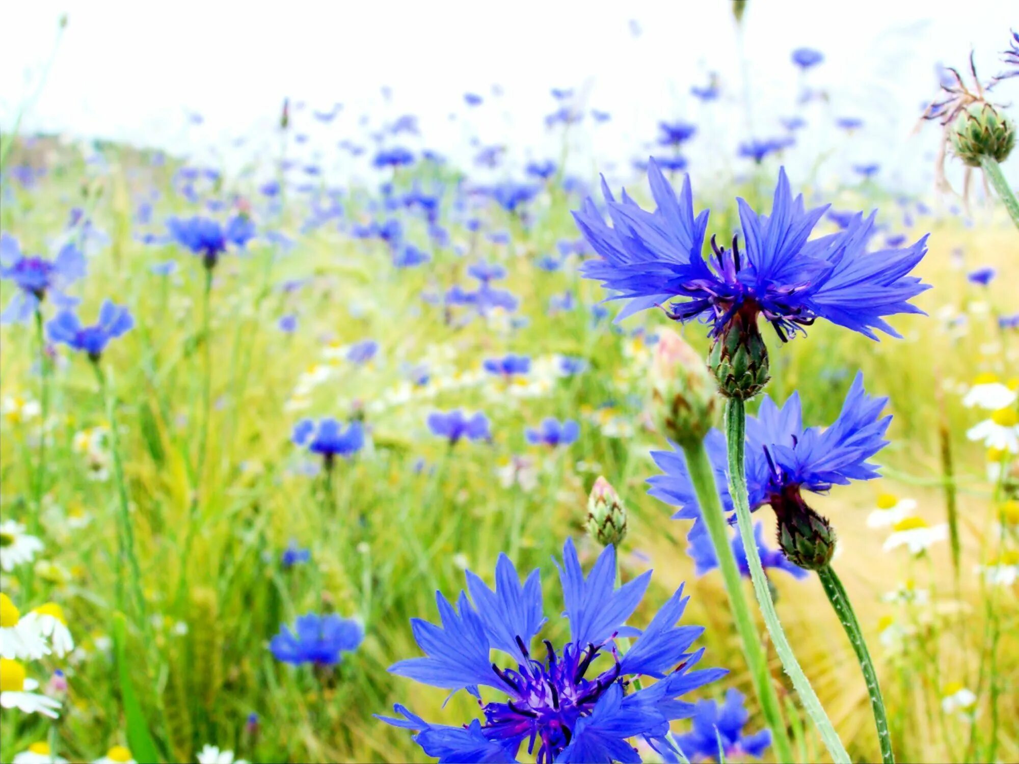 Всюду растут васильки. Василек полевой Centaurea cyanus. Василек синий (Centaurea cyanus). Василек синий Корнфловер. Василек метельчатый.