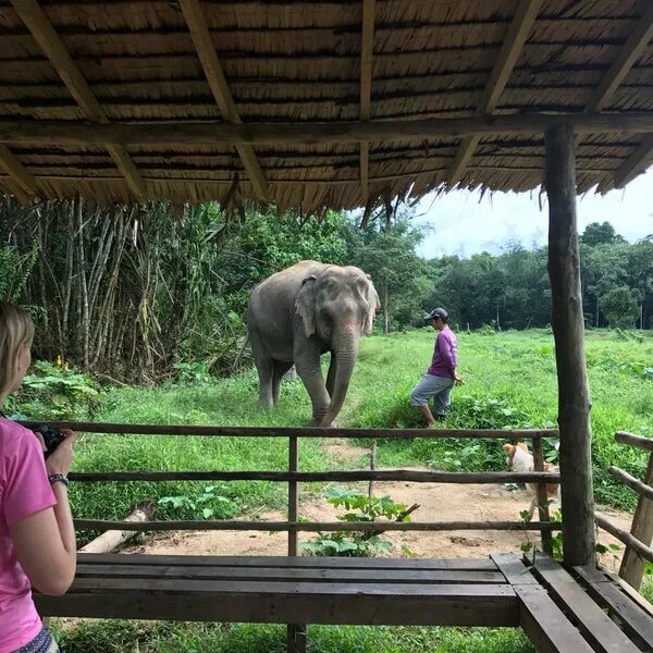 Green Elephant Phuket. Phuket Elephant Sanctuary. Green Elephant Sanctuary Phuket. Hidden Forest Elephants in Phuket.