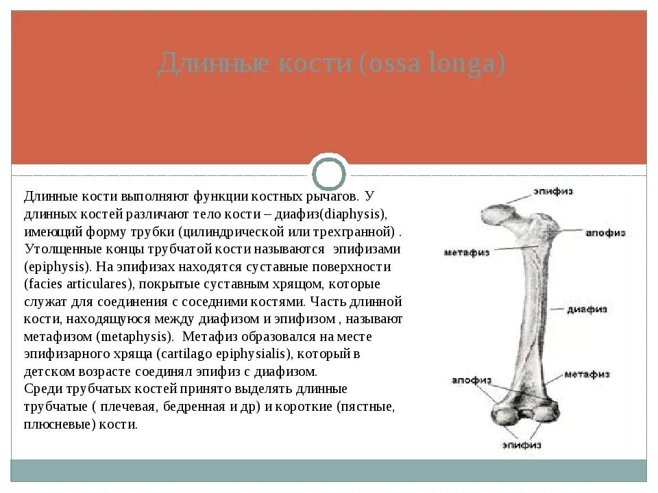 Части кости эпифиз диафиз метафиз. Трубчатая кость эпифиз диафиз метафиз. Эпифиз длинных трубчатых костей. Диафизы трубчатых костей.