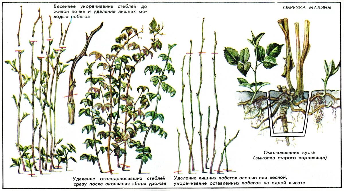 Можно ли обрезать побеги. Схема обрезки ремонтантной малины весной. Схема обрезки ремонтантной малины осенью. Весенняя обрезка ремонтантной малины. Схема обрезки ремонтантной малины.