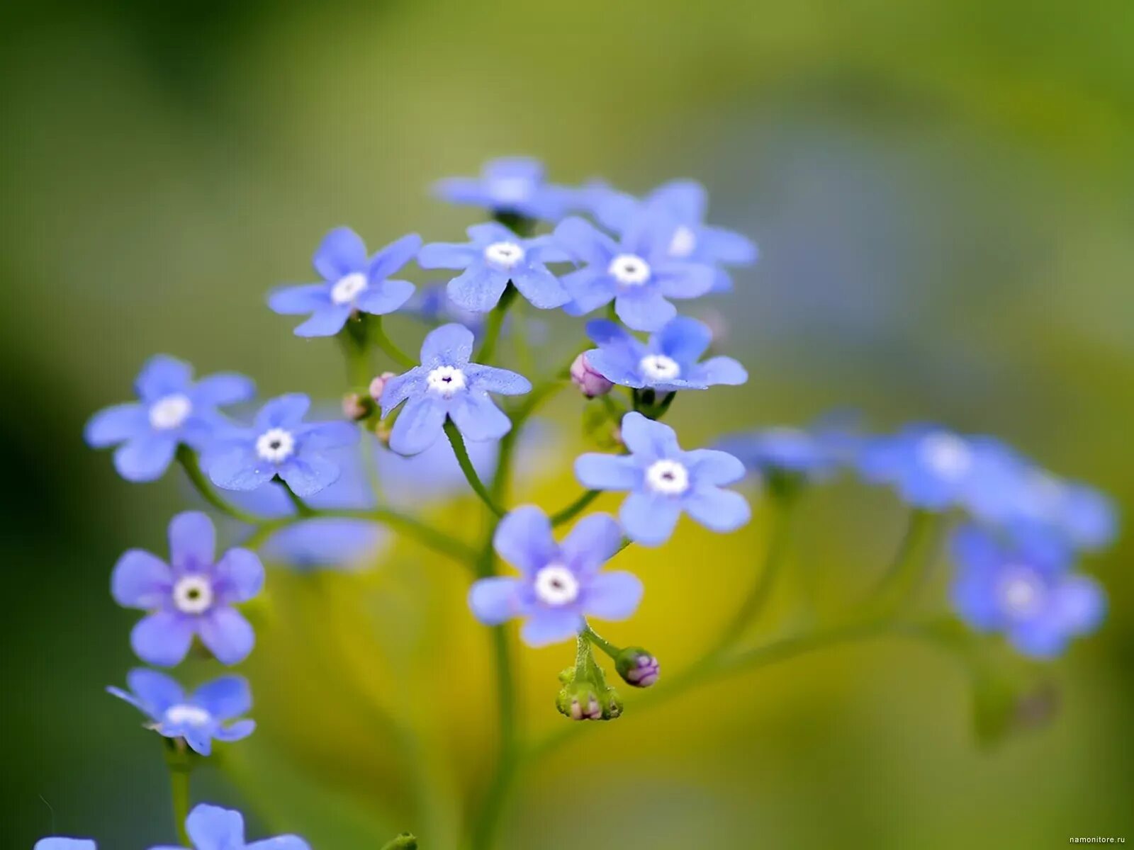 Мелкие цветы. Мелкие голубые цветочки. Фотообои синие мелкие цветы. Незабудки в каплях.