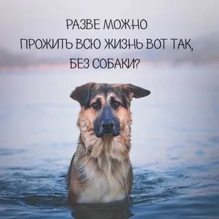 Цитаты про собак со смыслом короткие
