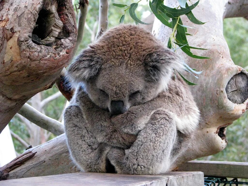 Похожи на коал. Австралия фауна коала. Коала в дикой природе. Сонные животные. Необычные животные планеты.