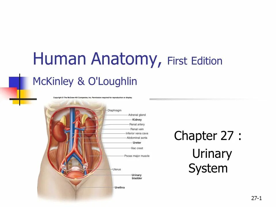 Urinary System Anatomy. General Anatomy of Urinary System. Urinary System Anatomy на англ. Urinary System Anatomy pregnant.