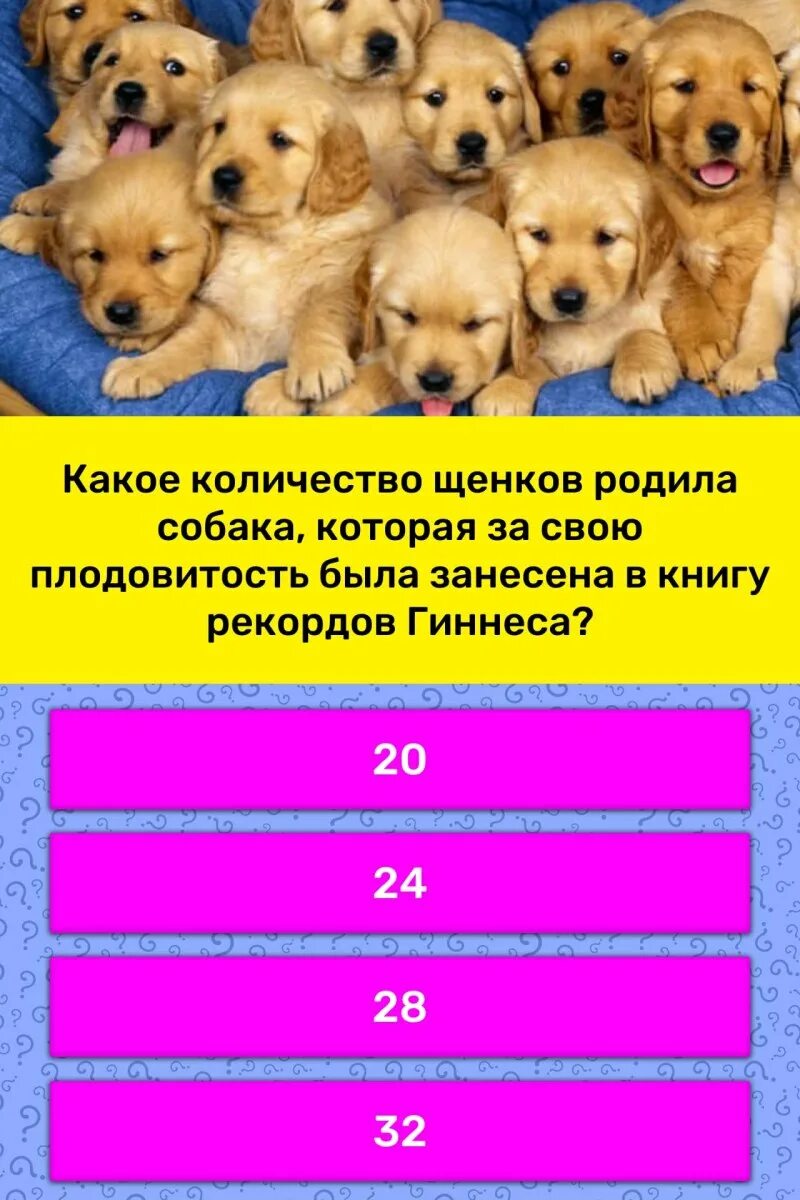 Сколько щенков может родить. Сколько щенков может родить собака. Какое количество щенков рожают собаки. Сколько щенков может родить собака в год.