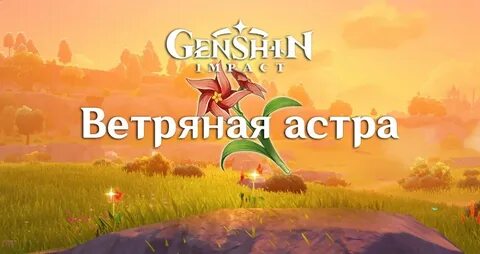 Ветреные астры геншин импакт
