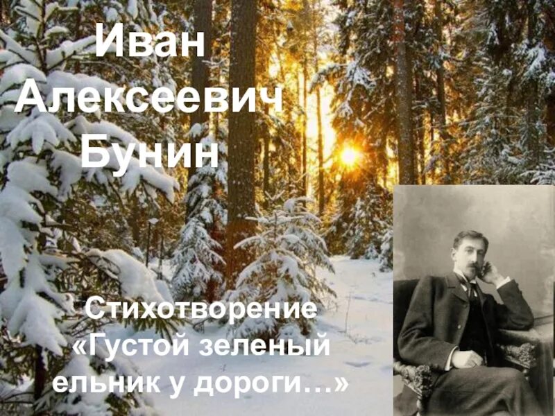 Бунин густой ельник. Густой зелёный ельник у дороги Бунин стихотворение. Ьунингустой зеленый ельник у дороги. Стихотворение бунина густой зеленый ельник