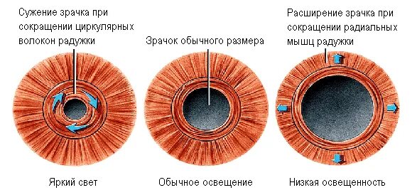 Радужка глаза строение. Радужка глаза строение анатомия. Строение радужной оболочки глаза. Зрачок глаза строение.