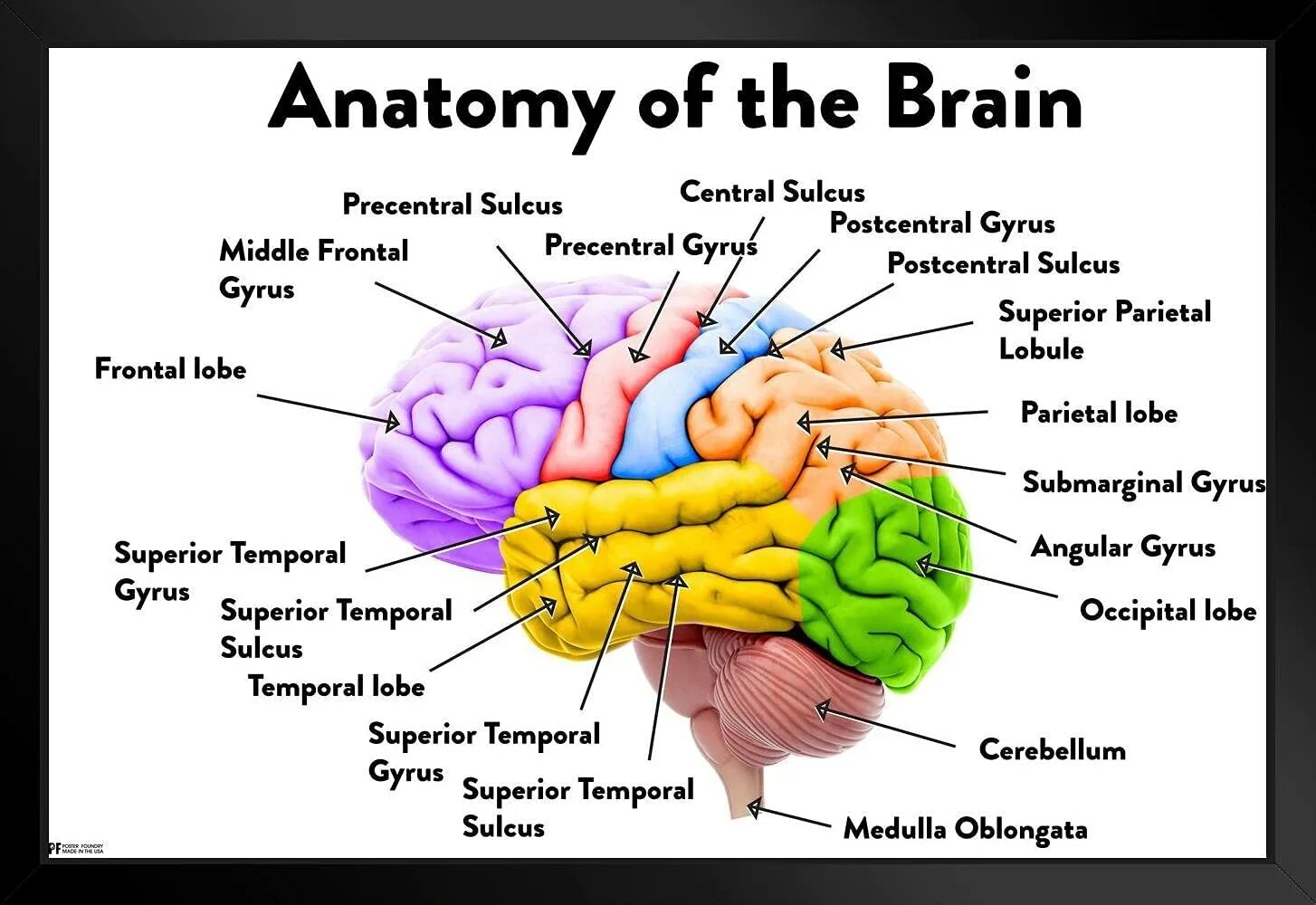 Мозг анатомия. Головной мозг плакат. Brain Section.