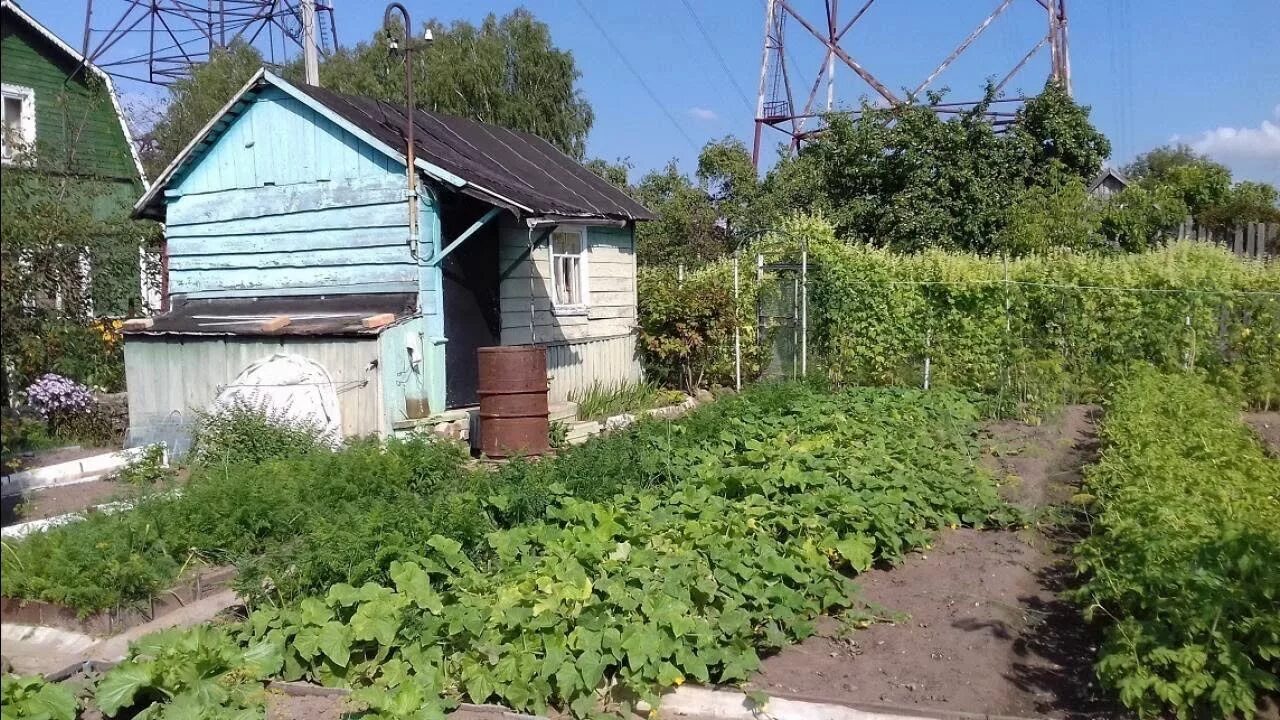 Фото снт волга. Борщино костромская область. Снт волга чебоксары участок 154. Снт волга участки. Ремонтник конаково.