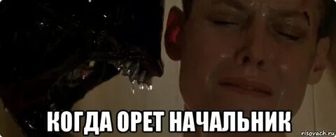 Начальник мем
