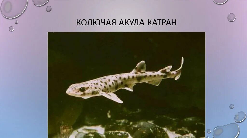 Окружающий мир 4 класс обитатели черного моря