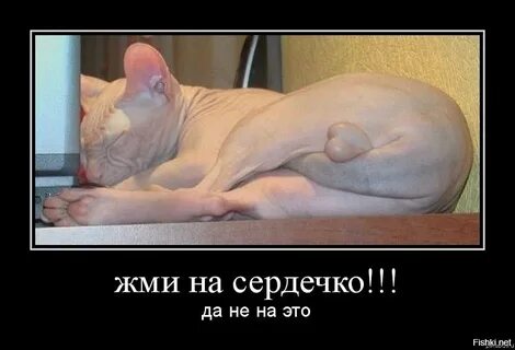 Кот с яйцами