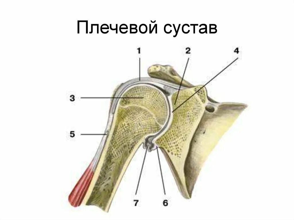 Анатомия плечевого сустава. Плечевой сустав анатомия строение. Плечевой сустав, articulatio Humeri:. Плечевой сустав фронтальный разрез. Соединение свободной верхней конечности плечевой сустав.