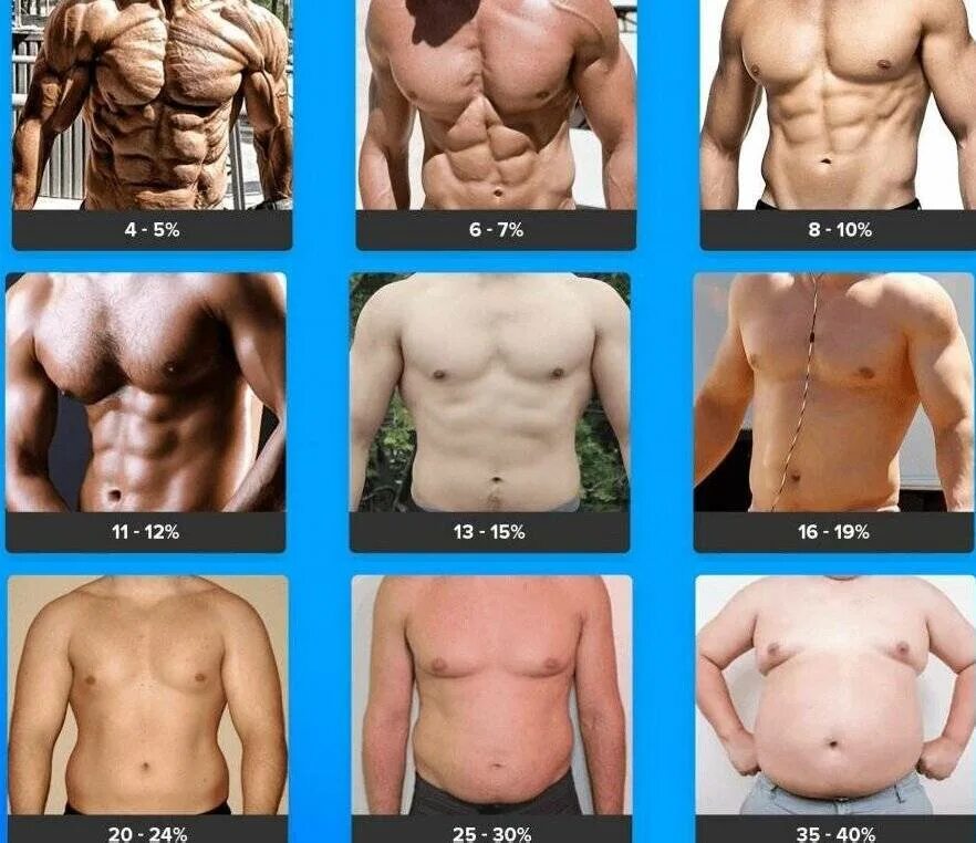 15 Жира в организме. Процент жира у мужчин. Процент подкожного жира. Типы пресса у мужчин. Норма жира в организме мужчины