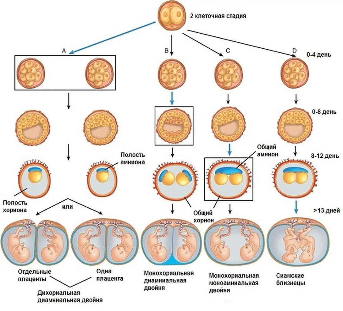 Многоплодная беременность беременность двойней. Многоплодная беременность этапы формирования. Эмбрион двойня по неделям беременности. Как выглядит эмбрион с двойней.