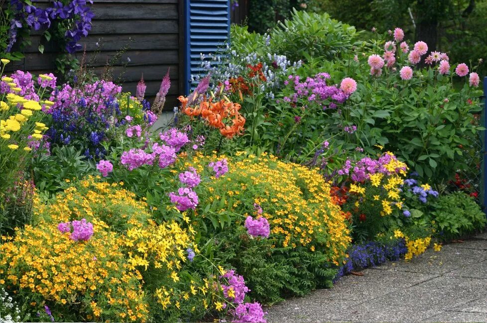 клумба хоста и астильба. цветник на даче многолетники. цветник на даче многолетники. овощной миксбордер. цветник на даче многолетники.