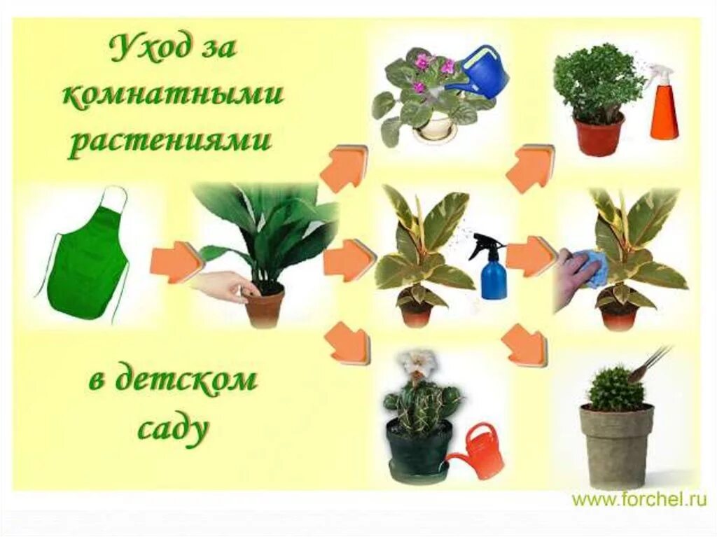 работа в уголке природы в подготовительной группе. работа в уголке природы в подготовительной группе. природный уголок в детском саду. труд в детском саду. труд в уголке природы.