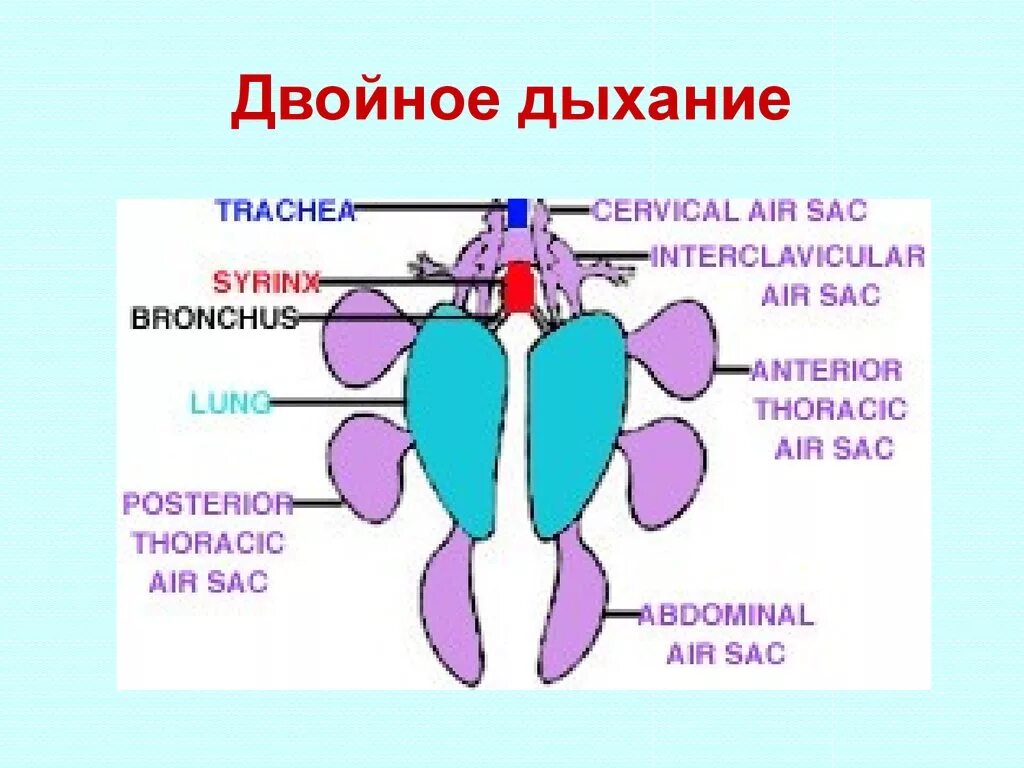Двойное дыхание у птиц это. Схема процесса двойного дыхания птицы. двойное дыхание у птиц. механизм двойного дыхания у птиц. механизм дыхания птиц схема.