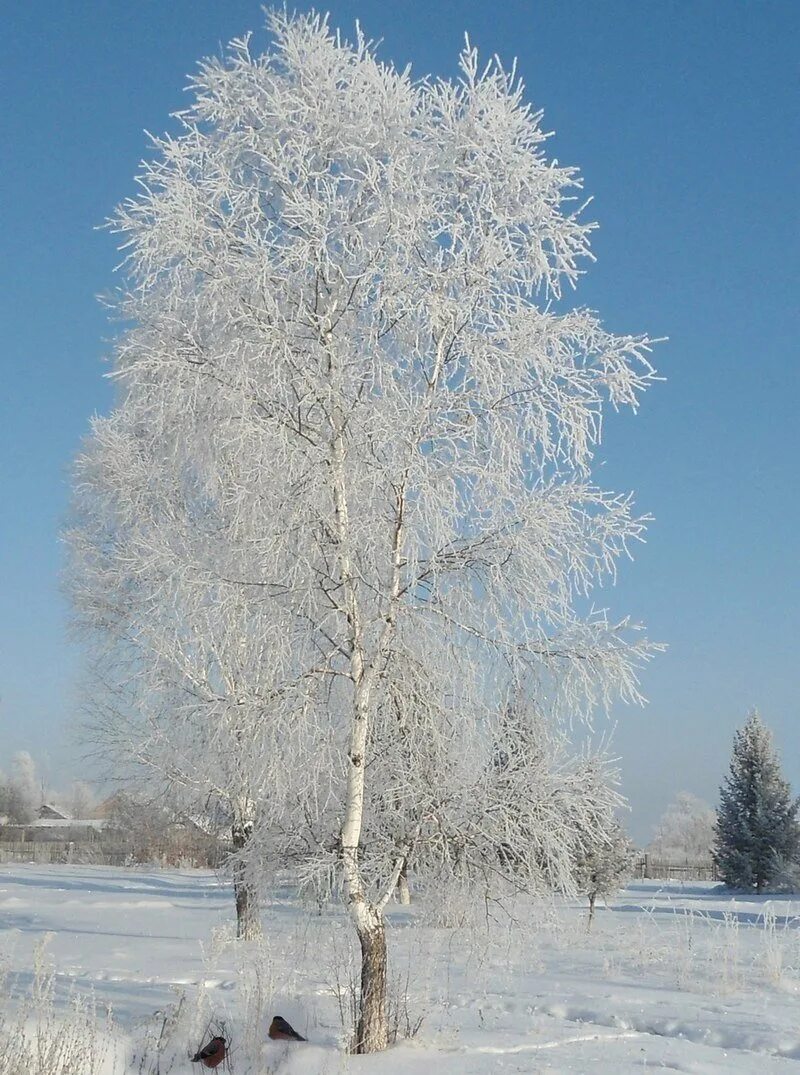 Белая береза на звонок. Есенин береза. Белая береза на звонок. Береза зимой. Белая береза краснодар.