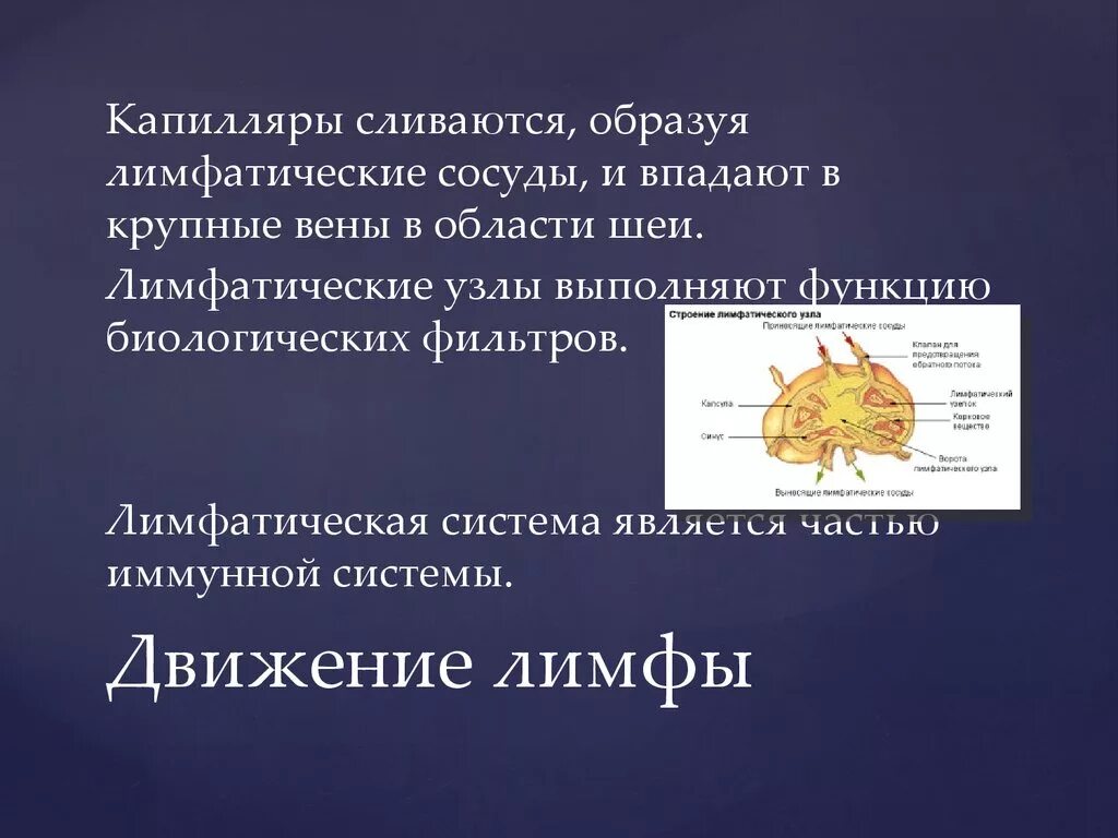 Лимфатические капилляры функции. Движение лимфы движение крови по сосудам. движение лимфы движение крови по сосудам презентация. лимфатические узлы выполняют функцию. движение лимфы движение крови по сосудам презентация 8 класс.