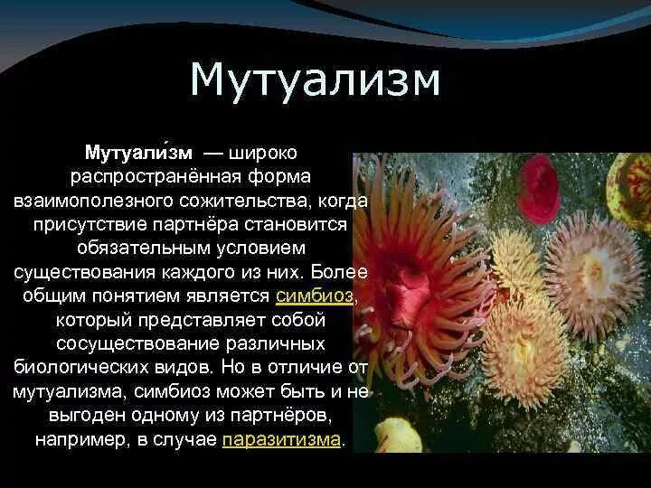 Примерами мутуализма являются