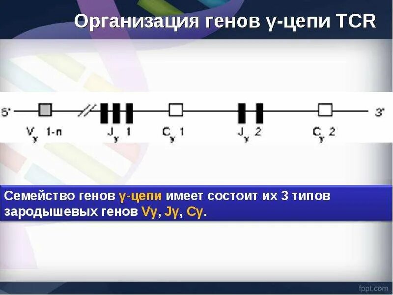 Семейство генов. Семейство генов. Семейства генов псевдогены регуляторные элементы генома. Мультигенные семейства. Семейство генов.
