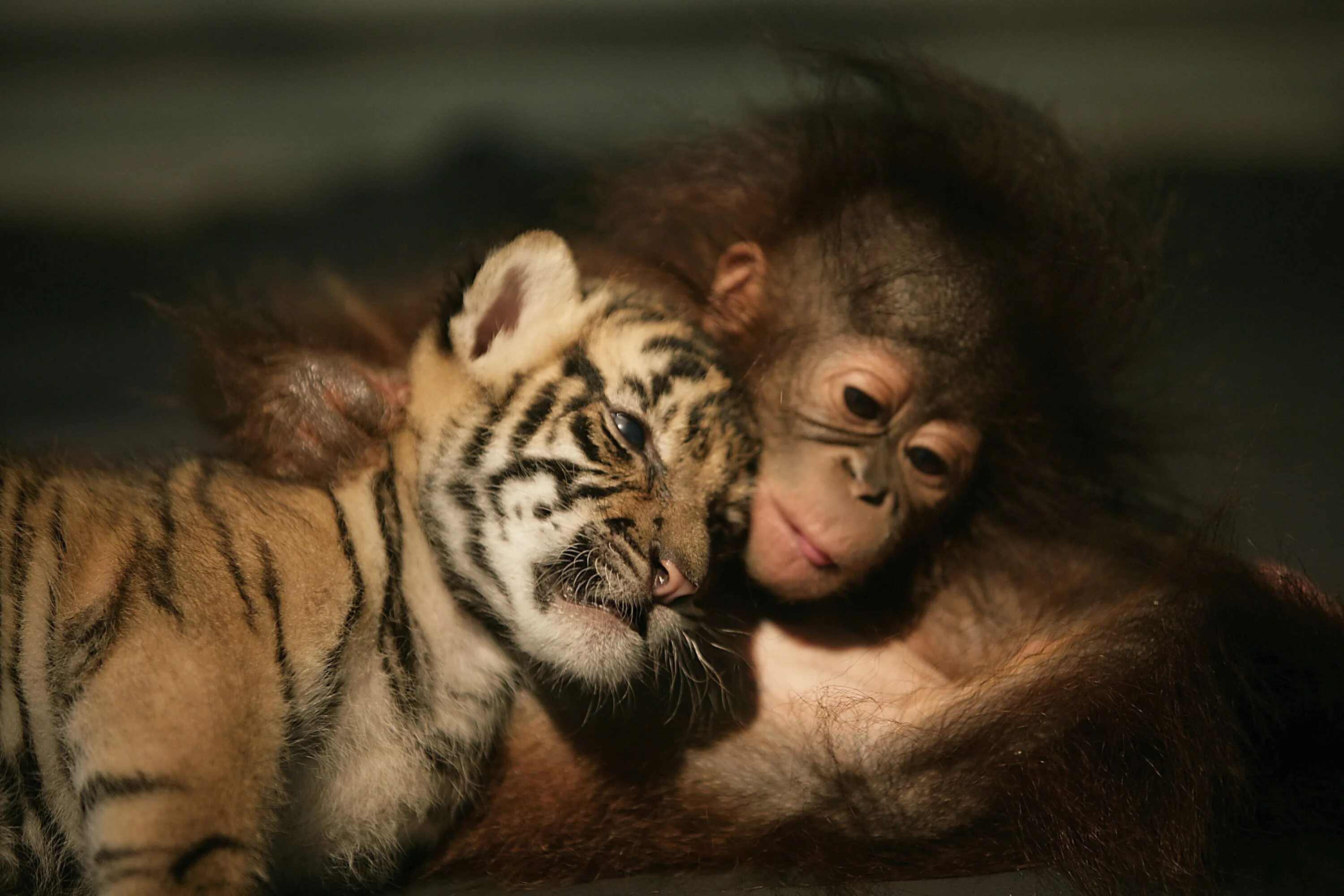Животные обнимают. Объятия животных. Тигр и обезьяна. Обезьянки обнимаются. Дружба животных.