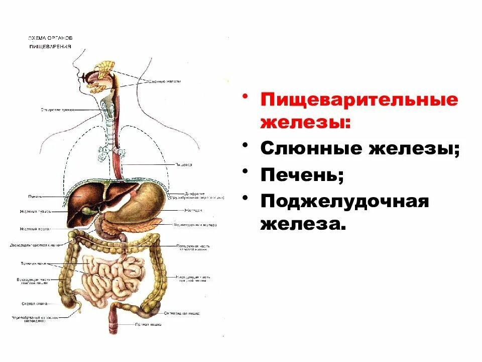 Строение и функции желез пищеварительной системы. Крупные пищеварительные железы строение и функции. Схема органов желез пищеварительной системы. Пищеварительная система печень строение. Больших пищеварительных желез