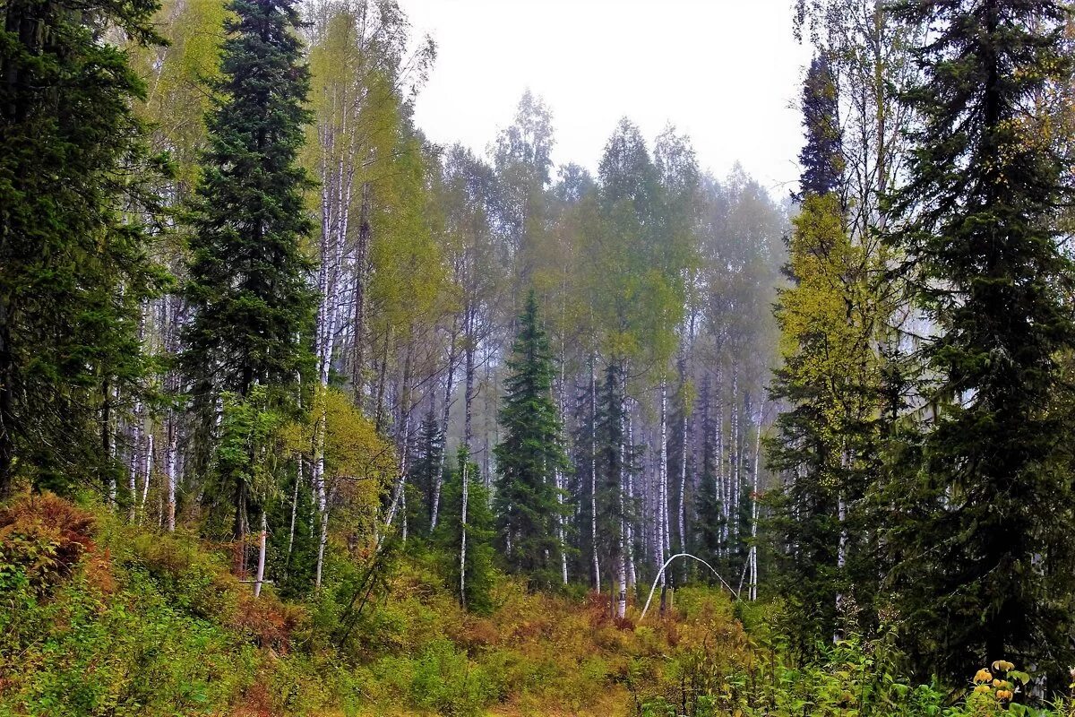 Хвойные деревья хмао югры. Лиственный лес средней полосы россии. Смешанный лес хвойно-широколиственный. Смешанные (хвойно-широколиственные) леса китая. Зона хвойно-широколиственных лесов.