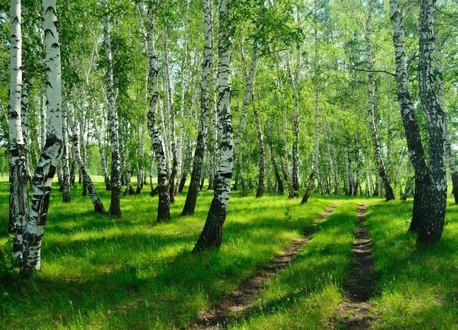 Природного родного края. Природа Алтайского края березы. Березовый лес Алтайского края. Природа Кировской области лес березы. Березовый лес и поле.