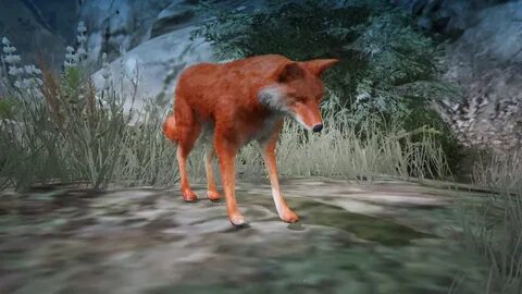 Фф лисы играют