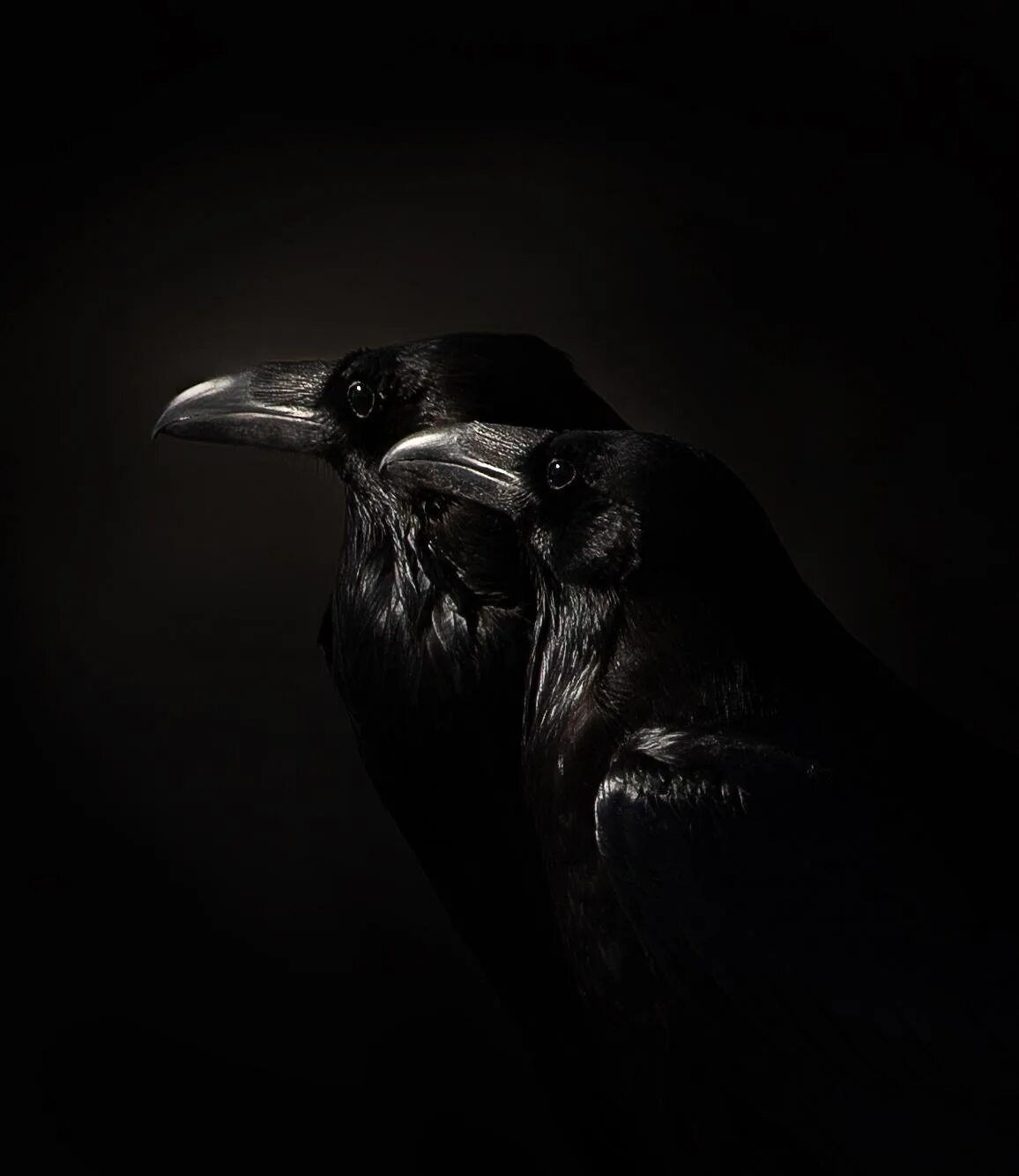 Ворон обои. Ворон оригинал. Грустный ворон. Ворон ворон лол. Крутой ворон.