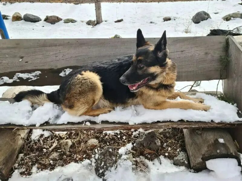 овчаркоманда спб