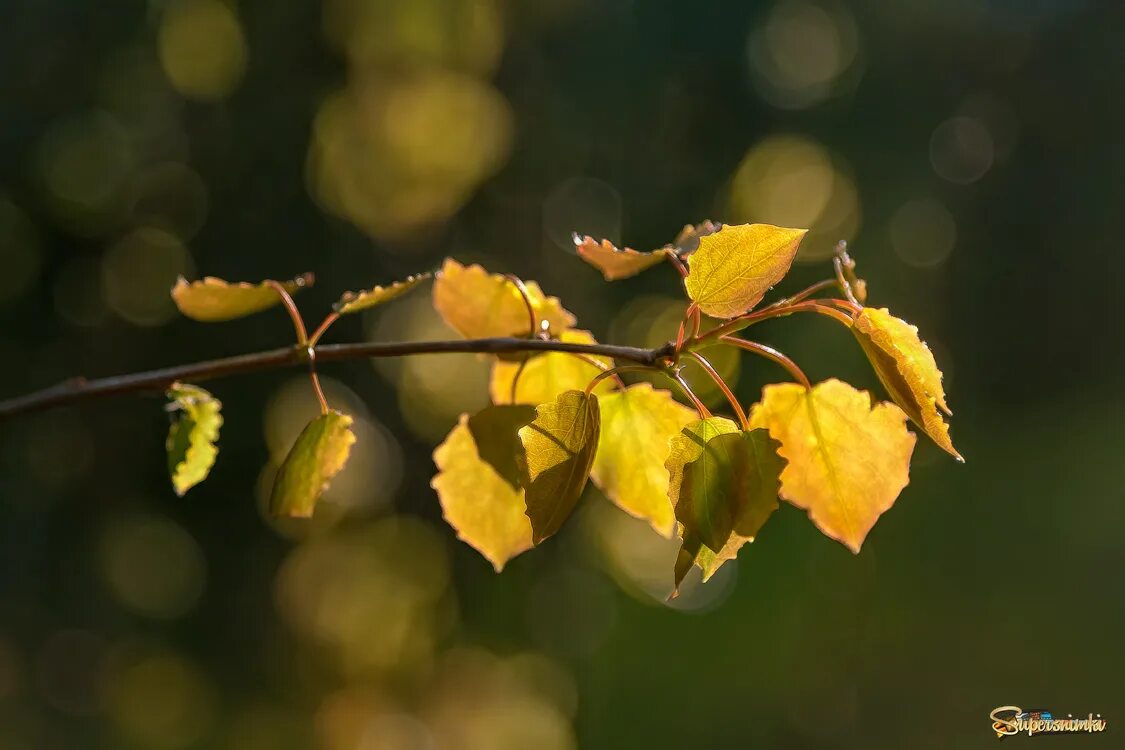 веточки осины. веточки осины. осина обыкновенная (pópulus trémula). осиновые веточки. липа мелколистная побег.