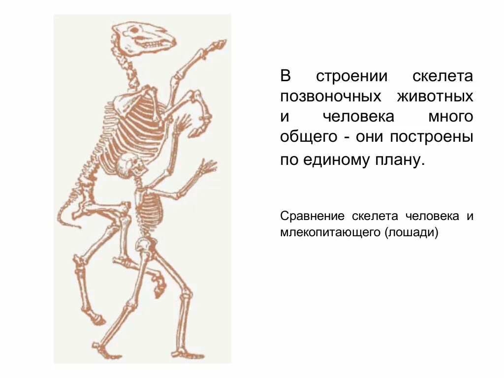 Скелет позвоночных животных. Особенности скелета человека. Сравнение скелета человека и млекопитающего. Сравнение скелета человека и животных.