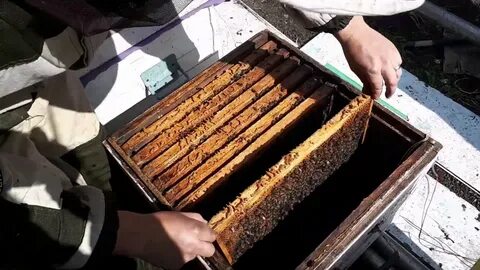Пчелы профилактика