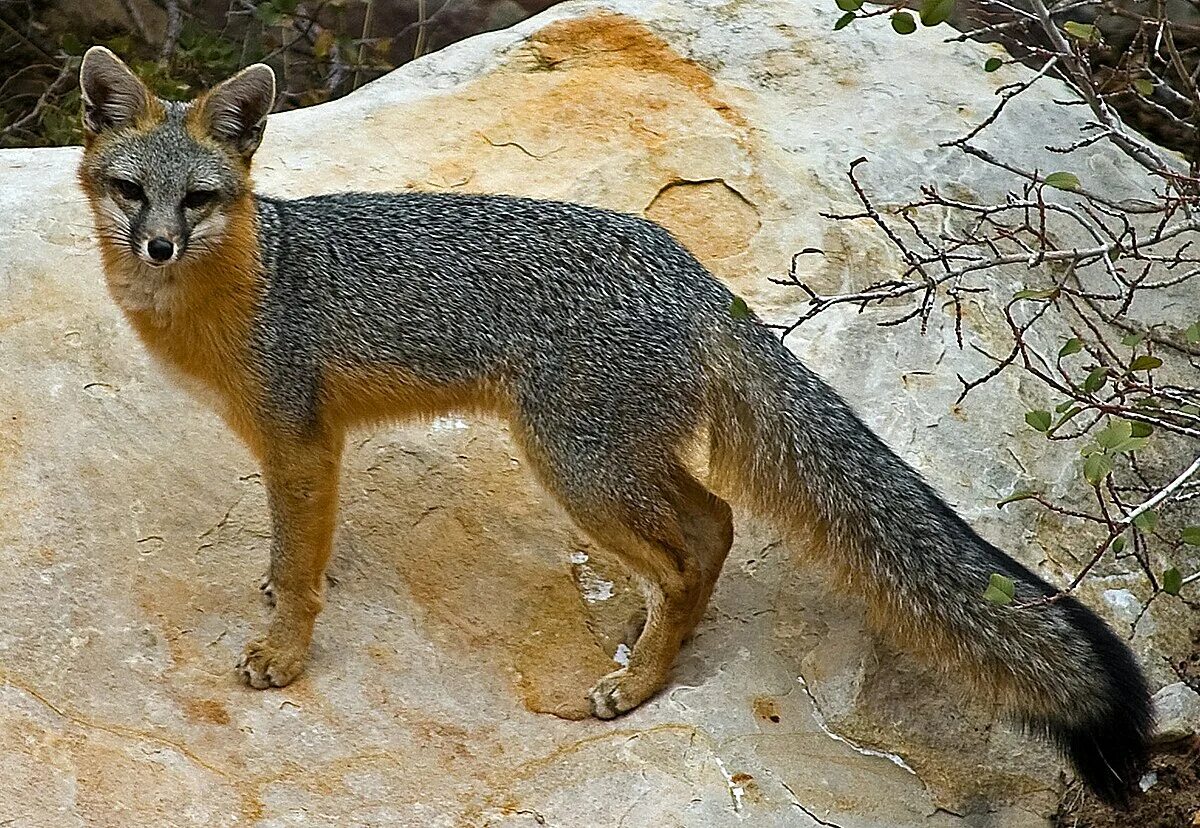 Urocyon cinereoargenteus. Лисы семейство псовых. Пампасская лисица. Серая лисица Южная Америка. Разновидности лисов