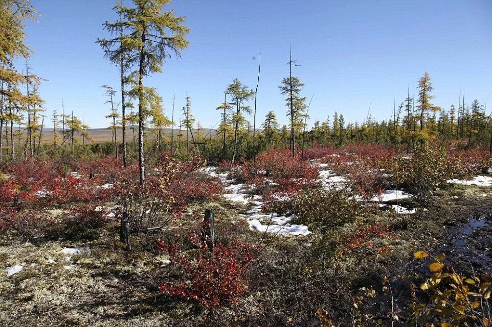 Расселение лесотундры. Тундра и лесотундра. Лиственница в лесотундре. Лесотундра Якутии. Лиственницы лесотундры в России.