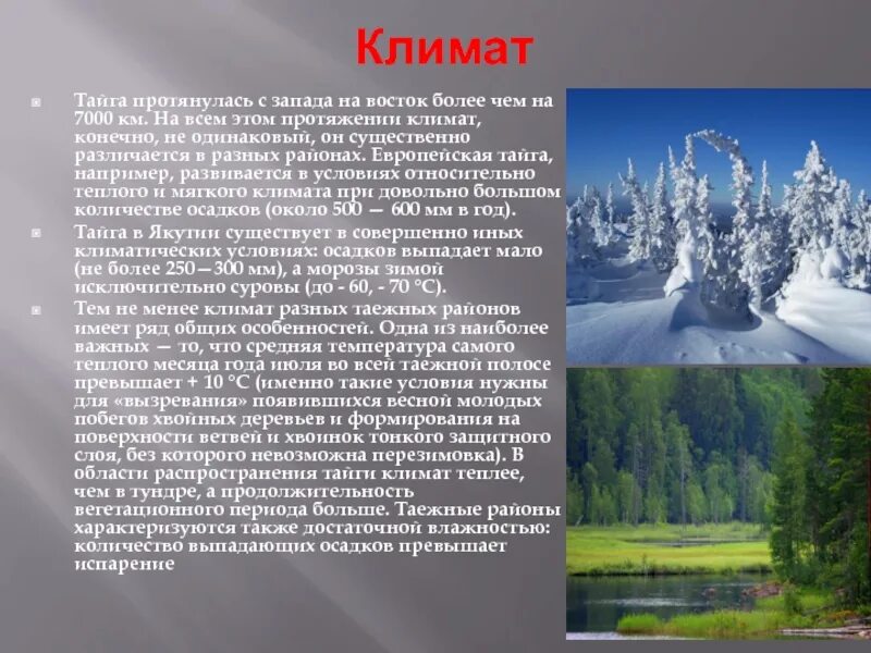 Природные условия тайги 5 класс. Климат тайги. Климат тайги тайги. Климат тайги зимой и летом. Климат европейской тайги.