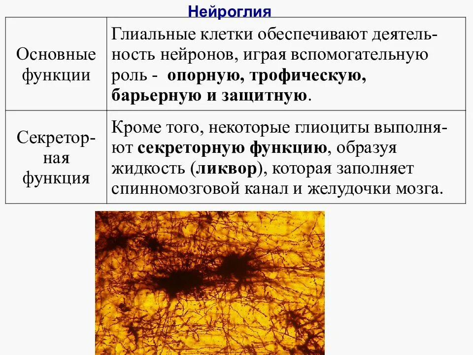 Вспомогательные нервные клетки. Строение нейроглии таблица. Нервная ткань классификация глии. Функции нейроглии в нервной ткани. Секреторная функция нейроглии.