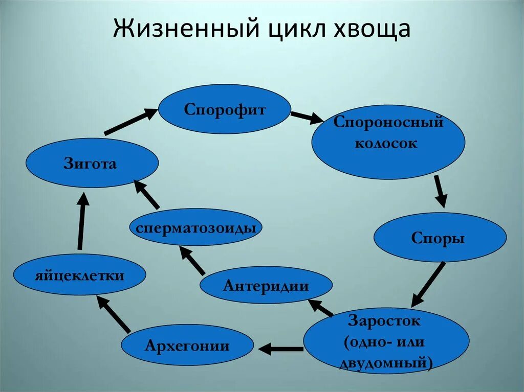 Плауновидные развитие. Жизненный цикл хвоща схема. Жизненный цикл плауна. Цикл развития хвоща схема. Жизненный цикл хвоща и плауна схема.