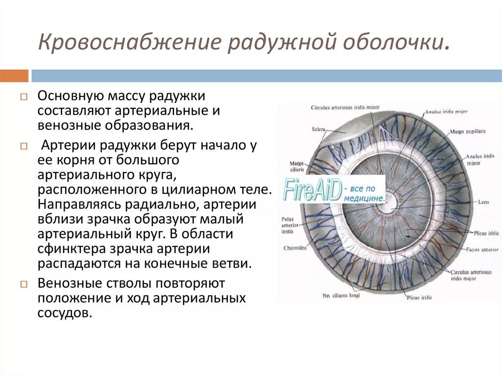 Кровоснабжение Радужки и цилиарного тела. Радужная оболочка глаза иннервация. Малый круг кровоснабжения Радужки. Радужка, ее строение, кровоснабжение и функции.