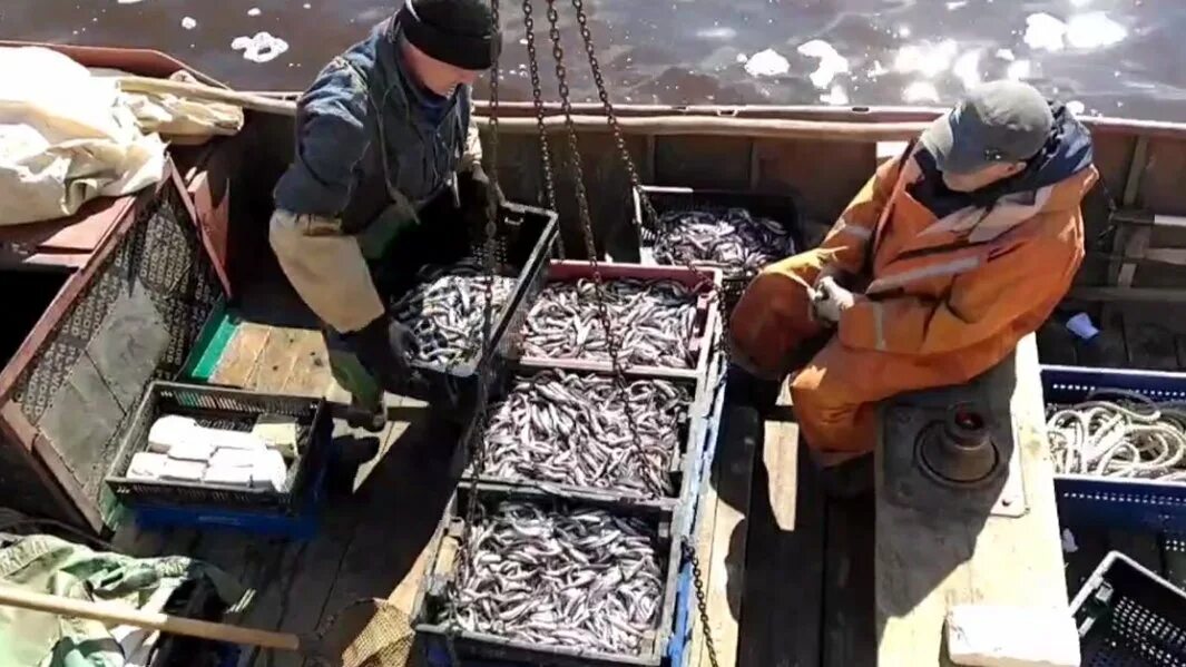 Огромная корюшка. Питерская рыба корюшка. Корюшка спб 2023. Рыба свежая купить. Корюшка.