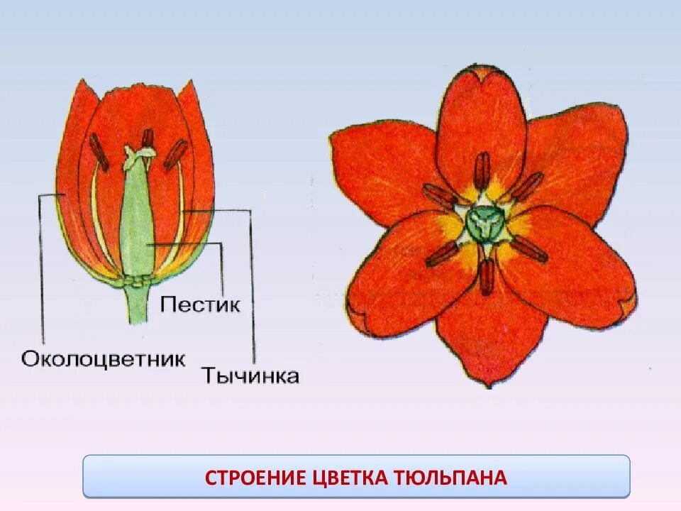 Однодольные тычинки